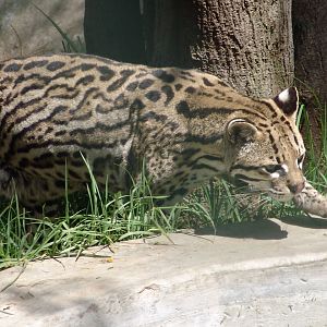 Ocelot (Leopardus pardalis)