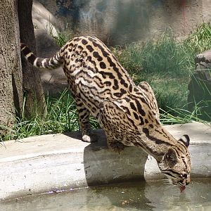 Ocelot (Leopardus pardalis) drinking