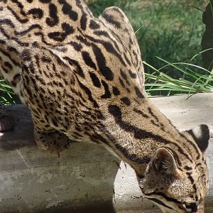 Ocelot (Leopardus pardalis) drinking