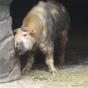 Sichuan Takin at Wildlife Canyon