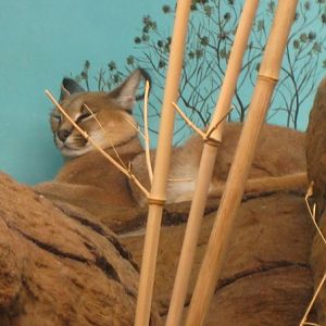 Female Caracal in the old Cat House