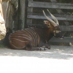 Mac an eastern bongo