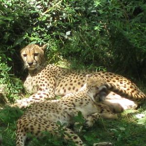 Cheetahs in Tiger Canyon