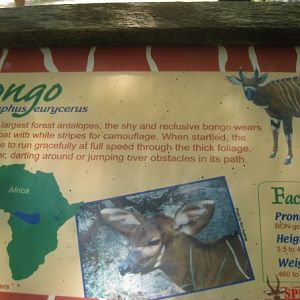 Bongo Sign at Rhino Reserve