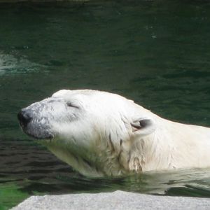 Polar bear
