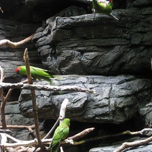 Thick-billed Parrots