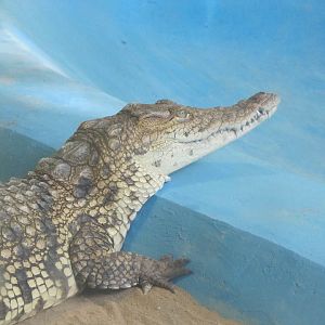 (mugger crocodile)Crocodylus palustris