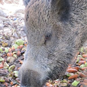 Wild_boar1