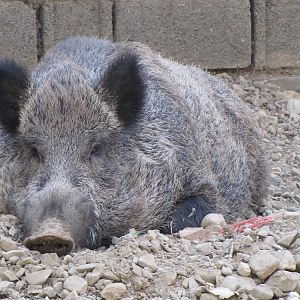 Wild_boar2