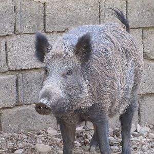 Wild_boar3