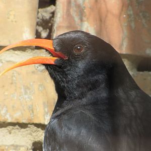 chough 1