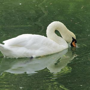 mute swan