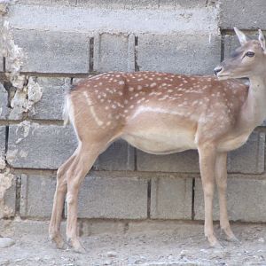 persian fallow deer(female)