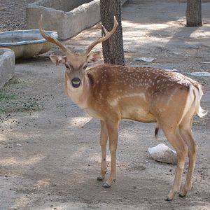 persian fallow  deer(male)