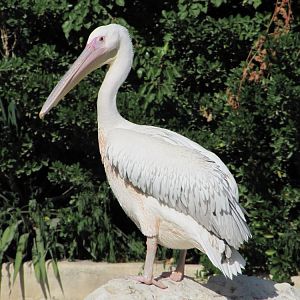 white pelican 1