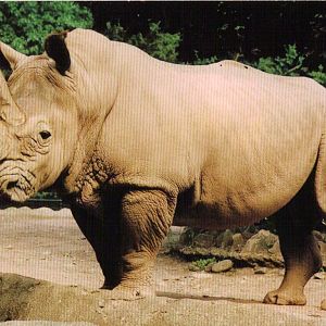 Catskill Game Farm Postcard