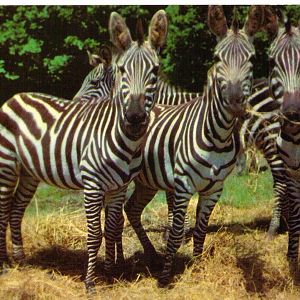 Catskill Game Farm Postcard