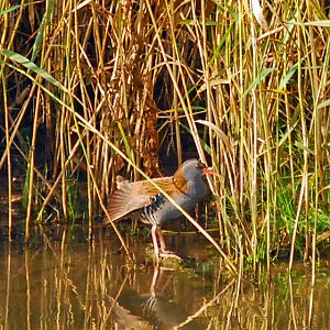 Water Rail