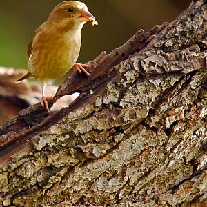 Young Green finch