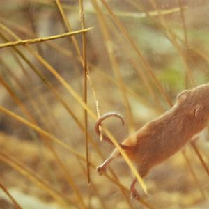 Harvest mouse