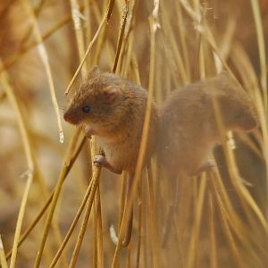 Harvest Mouse