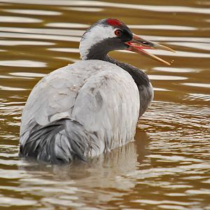 Eurasian Crane