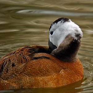 slimbridge185