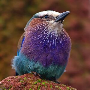Lilac Breasted Roller