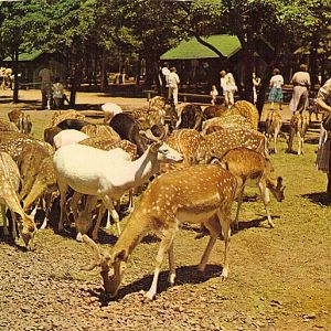 Catskill Game Farm Postcard
