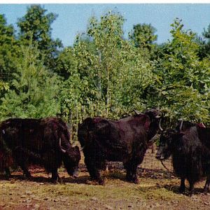 Catskill Game Farm Postcard