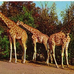 Catskill Game Farm Postcard