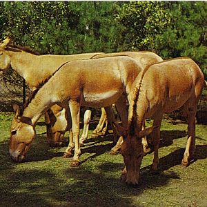 Catskill Game Farm Postcard