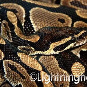Ball_Python
