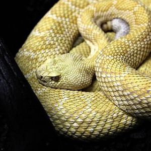 Albino W.Diamondback