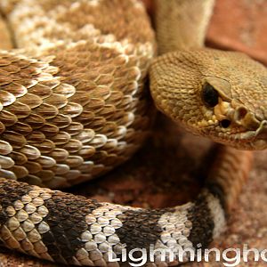 Western Diamondback