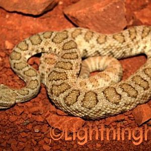 Midget Faded Rattlesnake