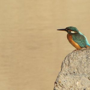 common king fisher 2011