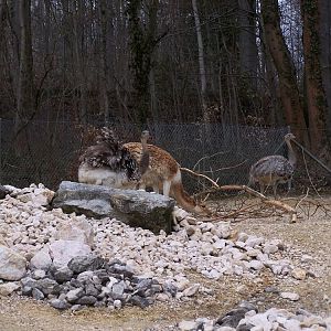 vicuna and reha Exhibit