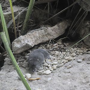 Water shrew and lunch