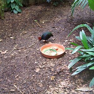 Red-crested Wood Partridge