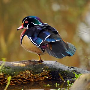 carolina_duck_by_demonmoth-d4grx45