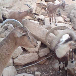 persian bezoar ibex Group2