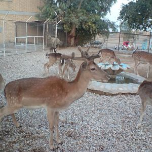 European fallow deer Group1