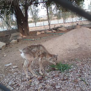 persian wild sheep baby