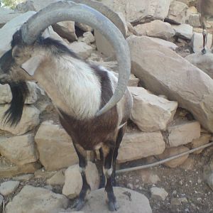 persian bezoar ibex (male)1
