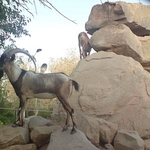 persian bezoar ibex (male)2