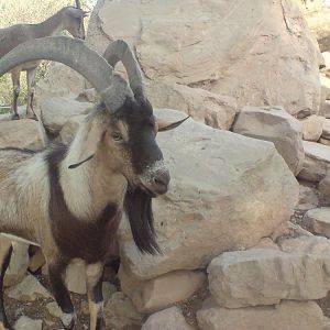 persian bezoar ibex (male)3