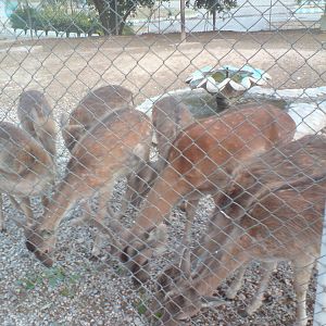 European fallow deer Group 2