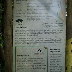 persian leopard panel