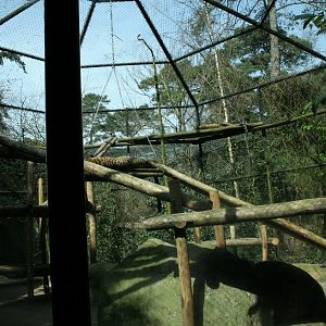 persian leopard exhibit 2